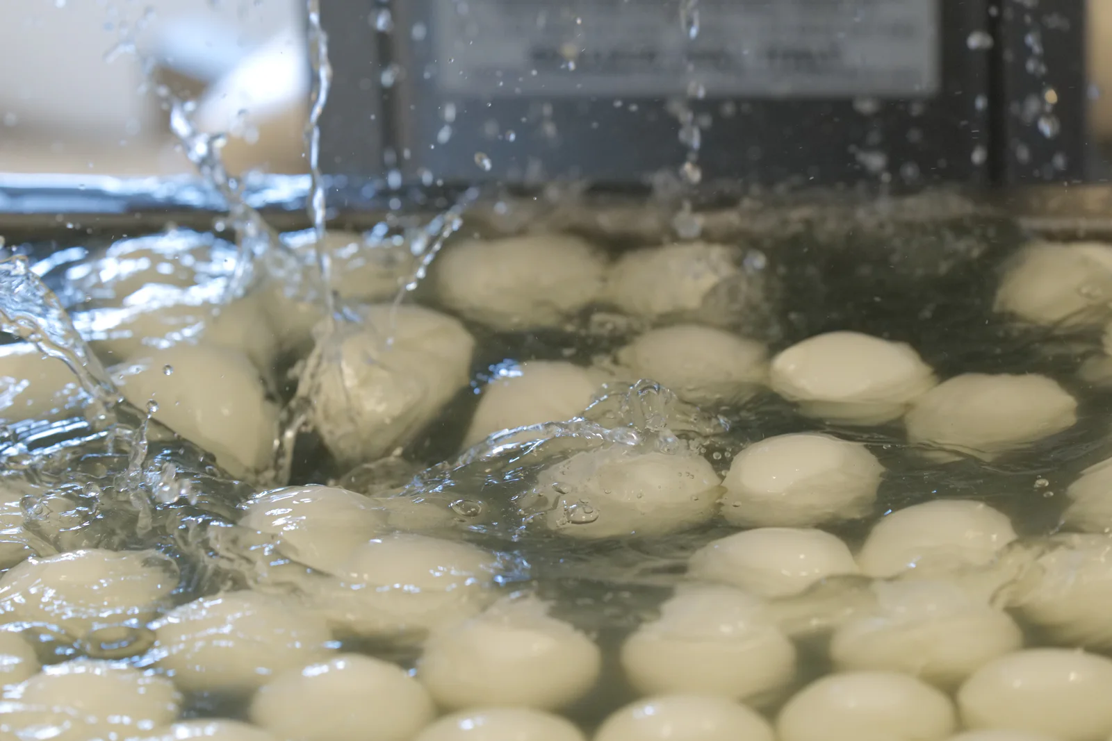 Mozzarelle appena lavorate immerse nell’acqua nel Caseificio Castelli.
